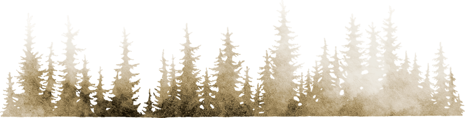 gold conifer trees gold conifer trees