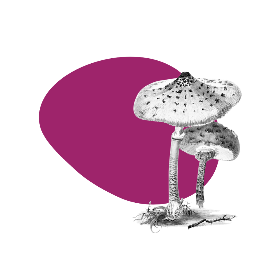 mushrooms on a magenta blob