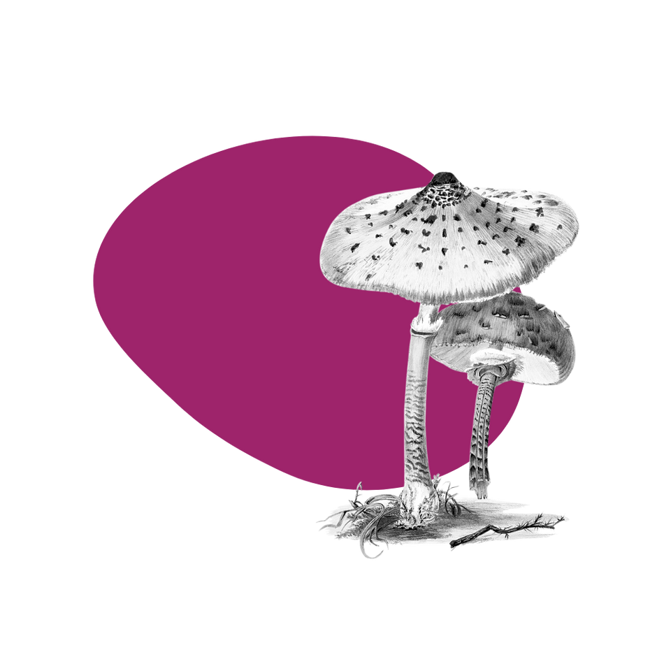 mushrooms on a magenta blob mushrooms on a magenta blob