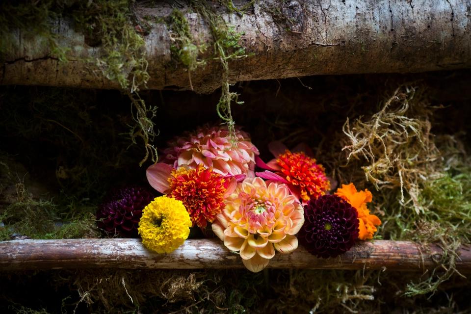 a group of flowers on some mossy wood