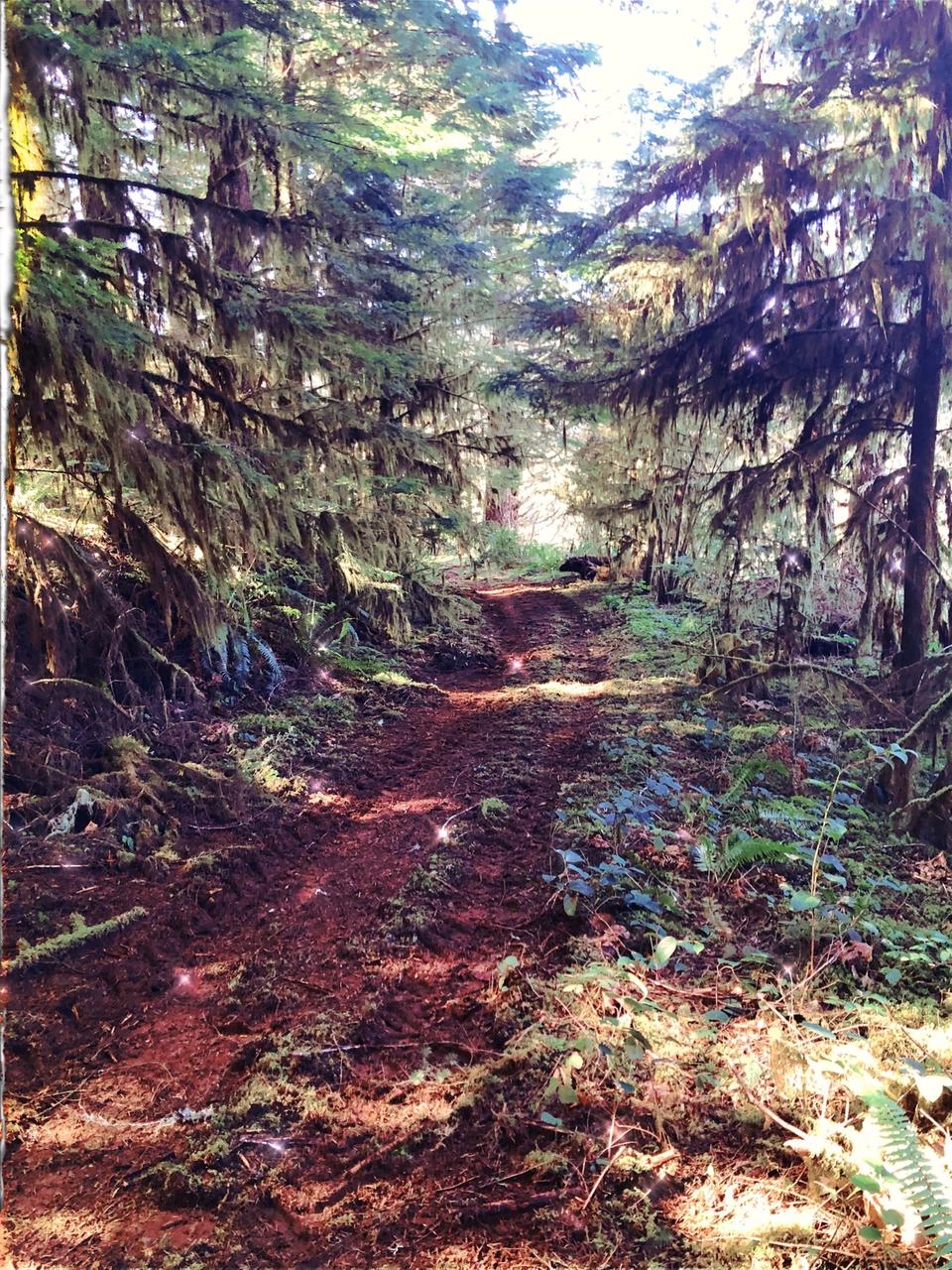 wooded pathway